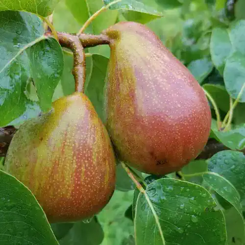 Durondeau Pear